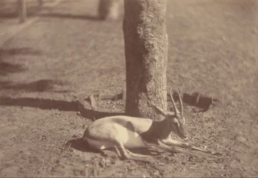Gazelle Lying Down Against a Tree